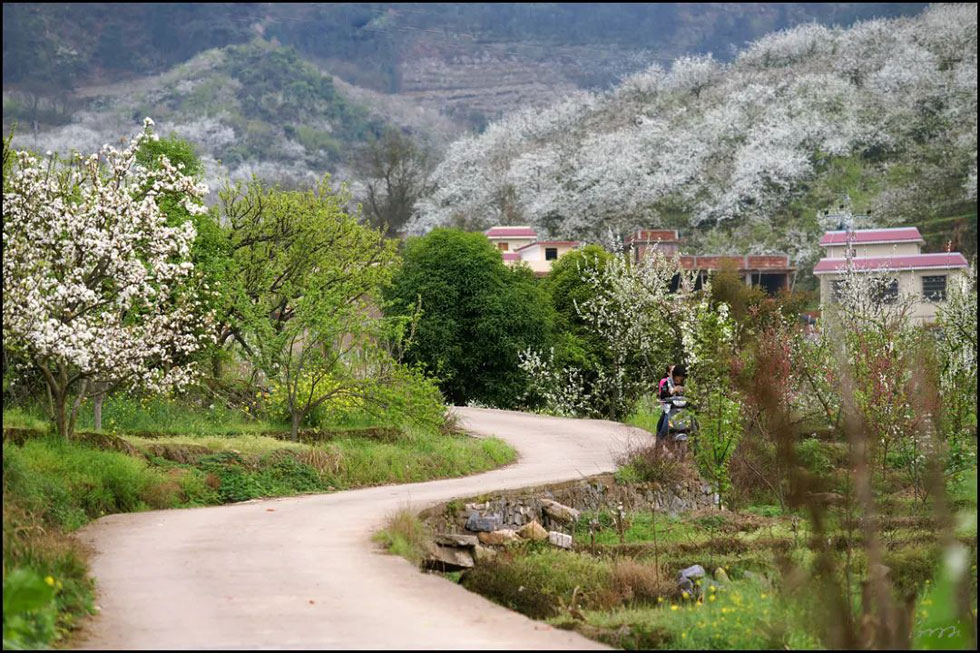 【春天，广西桂林灌阳县向您发出邀请！】我们在灌阳看梨花 - 游山玩水 - 张北生活社区 - 张北28生活网 zhangbei.28life.com