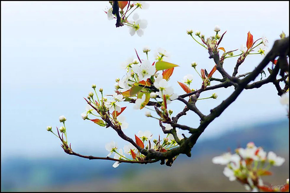 【春天，广西桂林灌阳县向您发出邀请！】我们在灌阳看梨花 - 游山玩水 - 张北生活社区 - 张北28生活网 zhangbei.28life.com