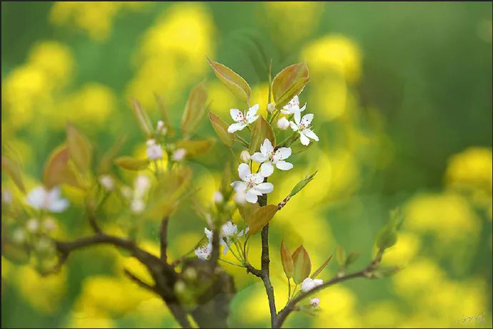【春天，广西桂林灌阳县向您发出邀请！】我们在灌阳看梨花 - 游山玩水 - 张北生活社区 - 张北28生活网 zhangbei.28life.com