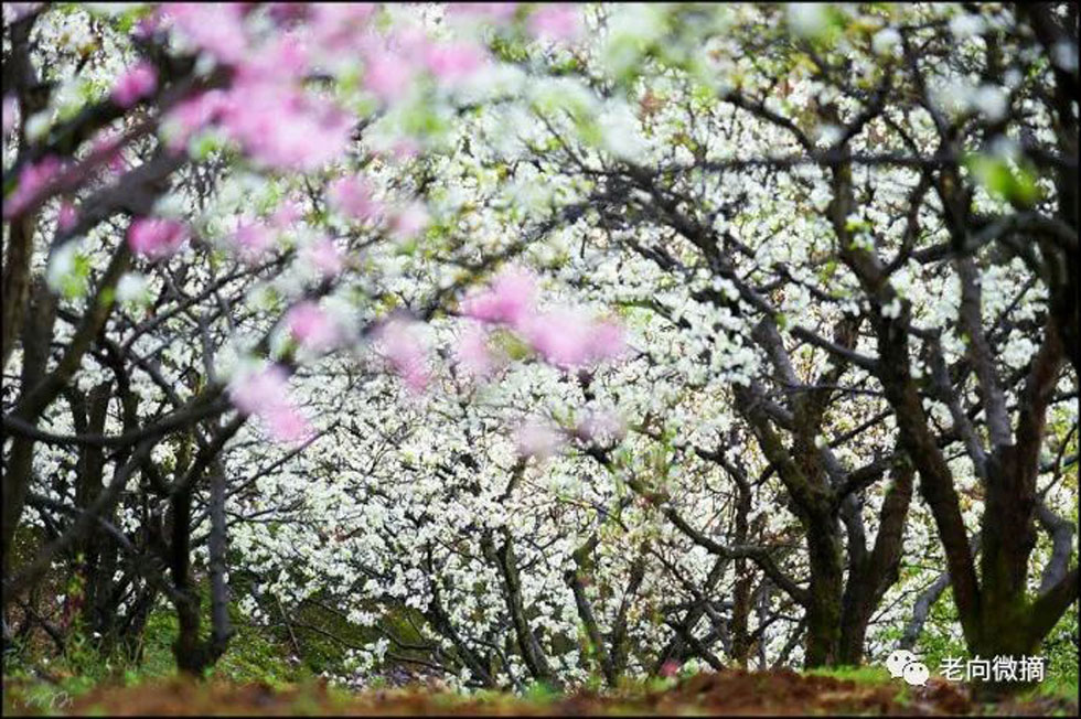 【春天，广西桂林灌阳县向您发出邀请！】我们在灌阳看梨花 - 游山玩水 - 张北生活社区 - 张北28生活网 zhangbei.28life.com