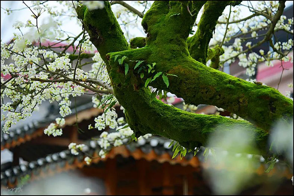 【春天，广西桂林灌阳县向您发出邀请！】我们在灌阳看梨花 - 游山玩水 - 张北生活社区 - 张北28生活网 zhangbei.28life.com