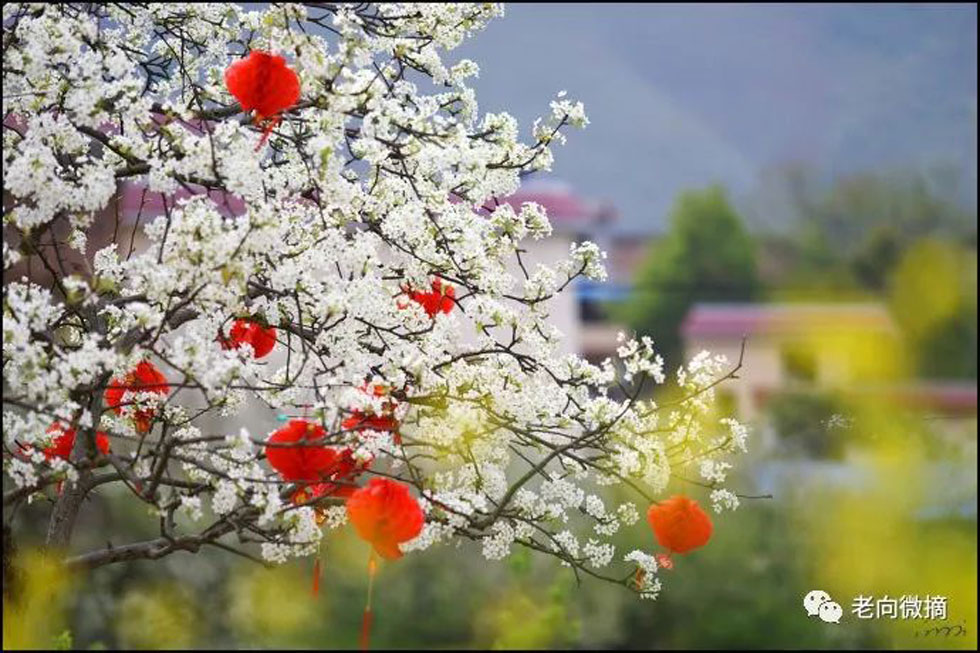 【春天，广西桂林灌阳县向您发出邀请！】我们在灌阳看梨花 - 游山玩水 - 张北生活社区 - 张北28生活网 zhangbei.28life.com