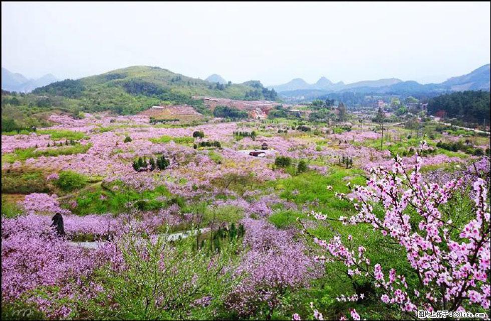 【春天，广西桂林灌阳县向您发出邀请！】官庄村有个醉美的桃花园 - 游山玩水 - 张北生活社区 - 张北28生活网 zhangbei.28life.com