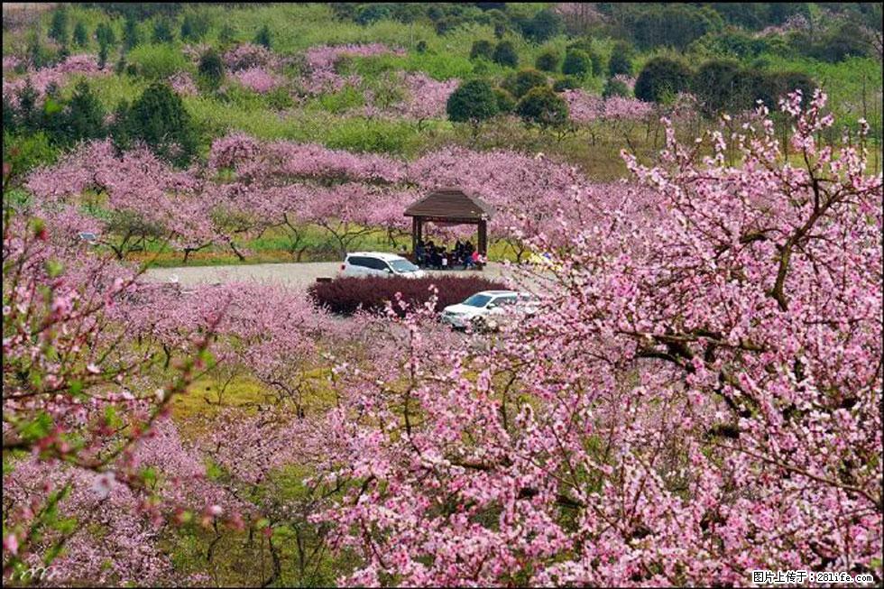 【春天，广西桂林灌阳县向您发出邀请！】官庄村有个醉美的桃花园 - 游山玩水 - 张北生活社区 - 张北28生活网 zhangbei.28life.com