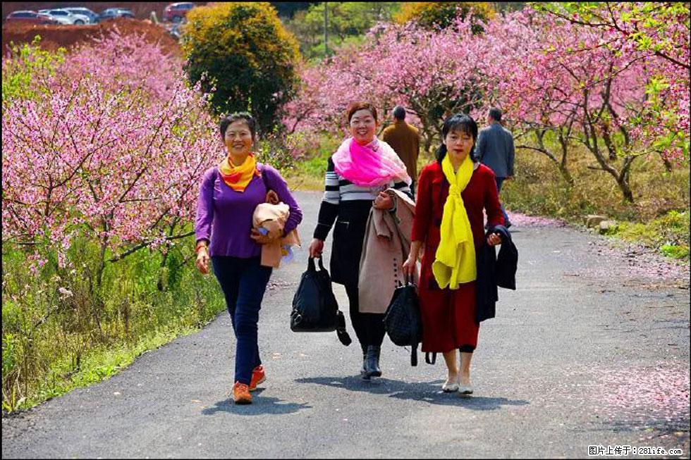 【春天，广西桂林灌阳县向您发出邀请！】官庄村有个醉美的桃花园 - 游山玩水 - 张北生活社区 - 张北28生活网 zhangbei.28life.com