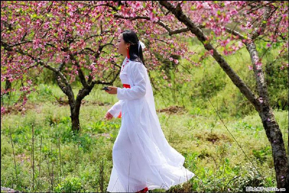 【春天，广西桂林灌阳县向您发出邀请！】官庄村有个醉美的桃花园 - 游山玩水 - 张北生活社区 - 张北28生活网 zhangbei.28life.com