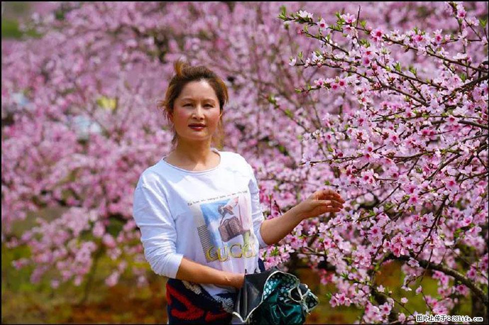【春天，广西桂林灌阳县向您发出邀请！】官庄村有个醉美的桃花园 - 游山玩水 - 张北生活社区 - 张北28生活网 zhangbei.28life.com