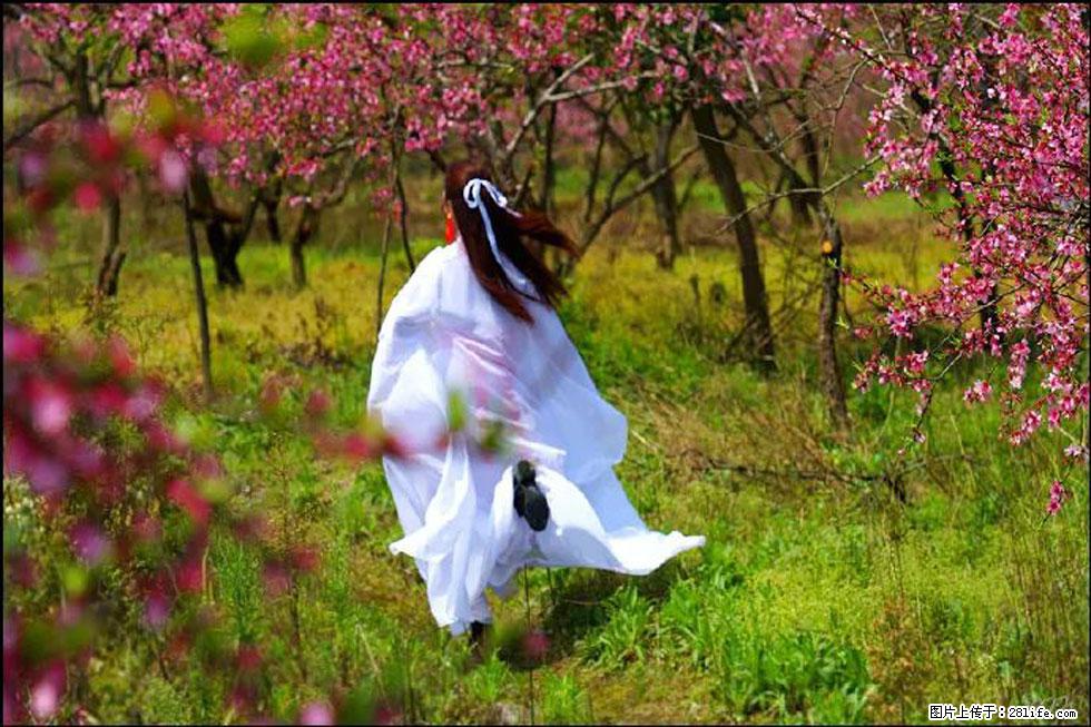 【春天，广西桂林灌阳县向您发出邀请！】官庄村有个醉美的桃花园 - 游山玩水 - 张北生活社区 - 张北28生活网 zhangbei.28life.com