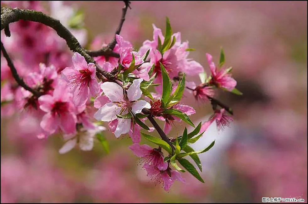 【春天，广西桂林灌阳县向您发出邀请！】官庄村有个醉美的桃花园 - 游山玩水 - 张北生活社区 - 张北28生活网 zhangbei.28life.com