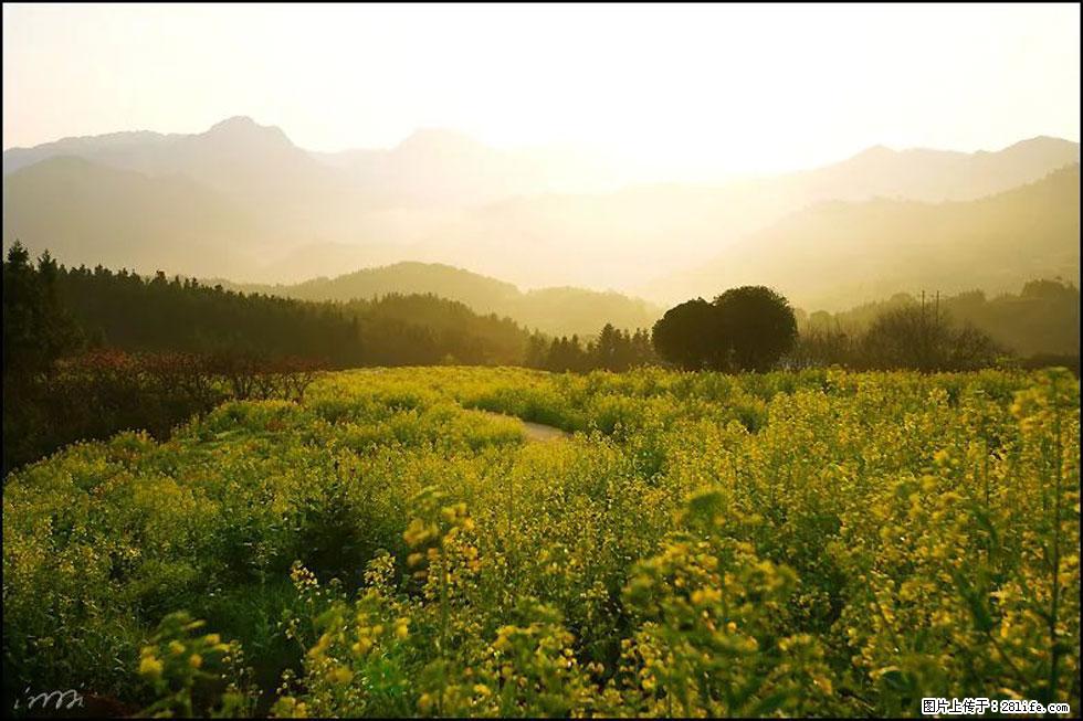 【春天，广西桂林灌阳县向您发出邀请！】长坪村油菜盛情花开 - 游山玩水 - 张北生活社区 - 张北28生活网 zhangbei.28life.com