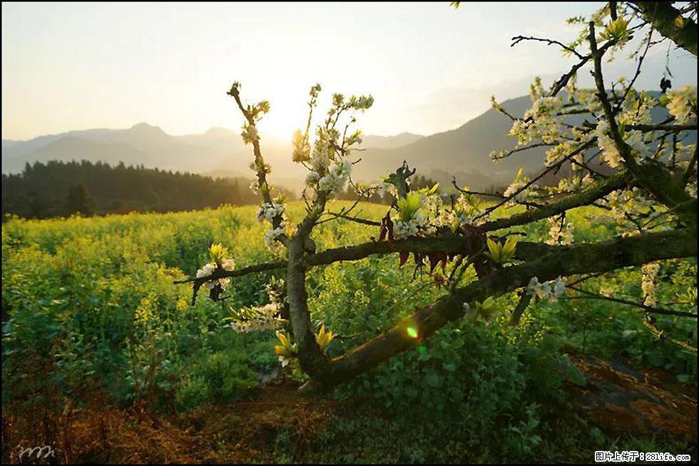 【春天，广西桂林灌阳县向您发出邀请！】长坪村油菜盛情花开 - 游山玩水 - 张北生活社区 - 张北28生活网 zhangbei.28life.com