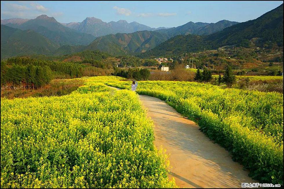 【春天，广西桂林灌阳县向您发出邀请！】长坪村油菜盛情花开 - 游山玩水 - 张北生活社区 - 张北28生活网 zhangbei.28life.com