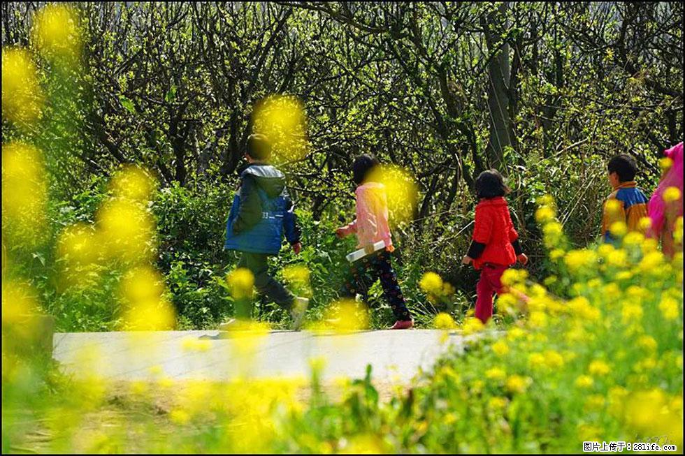 【春天，广西桂林灌阳县向您发出邀请！】长坪村油菜盛情花开 - 游山玩水 - 张北生活社区 - 张北28生活网 zhangbei.28life.com