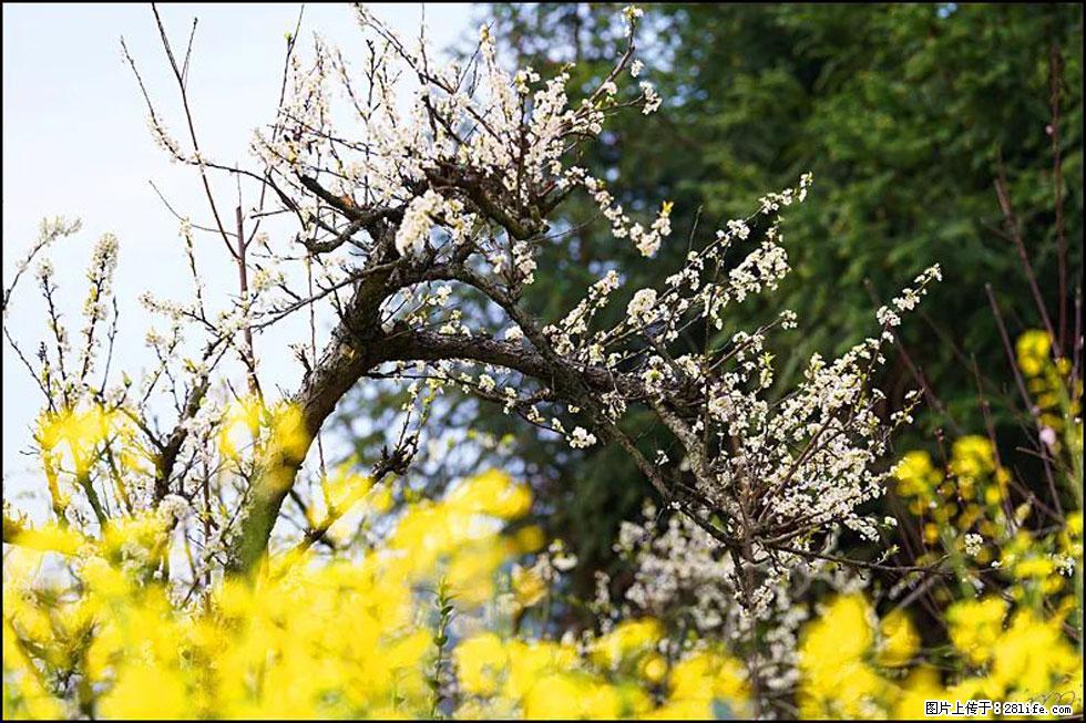 【春天，广西桂林灌阳县向您发出邀请！】长坪村油菜盛情花开 - 游山玩水 - 张北生活社区 - 张北28生活网 zhangbei.28life.com