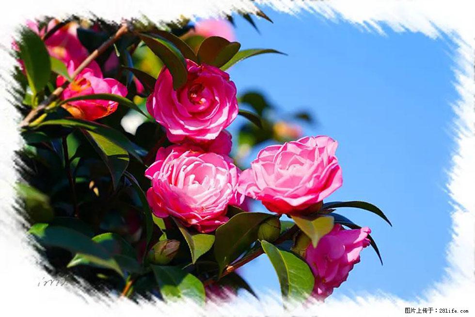 【春天,广西桂林灌阳县向您发出邀请!】杨柳井茶花惹人爱 - 游山玩水 - 张北生活社区 - 张北28生活网 zhangbei.28life.com