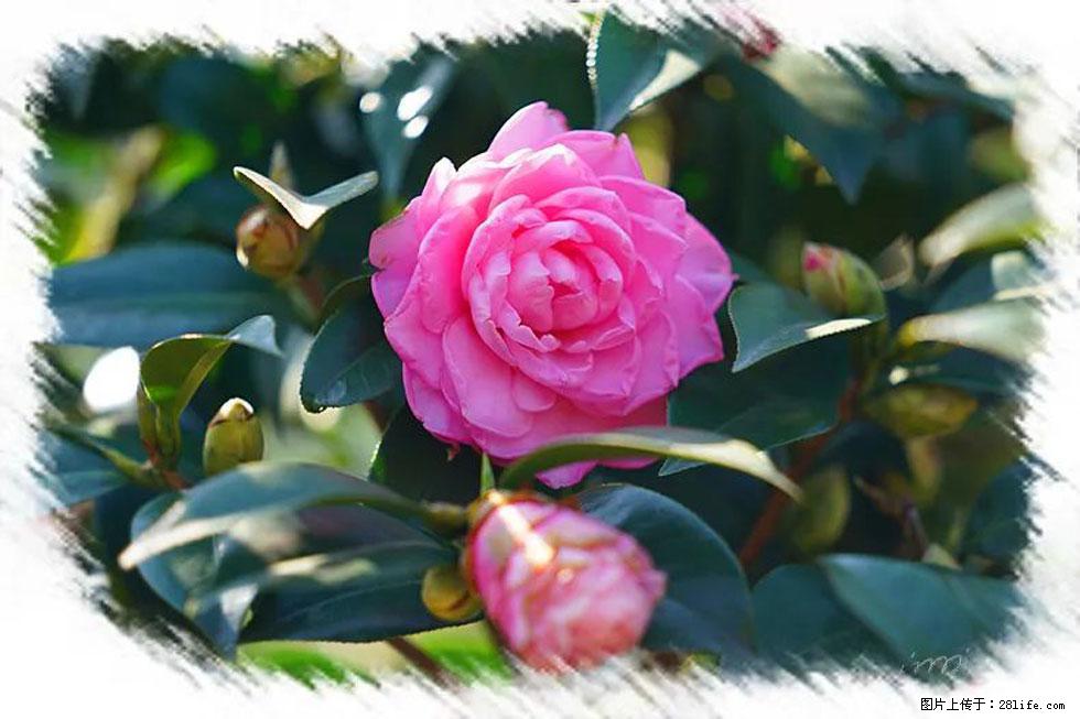 【春天,广西桂林灌阳县向您发出邀请!】杨柳井茶花惹人爱 - 游山玩水 - 张北生活社区 - 张北28生活网 zhangbei.28life.com