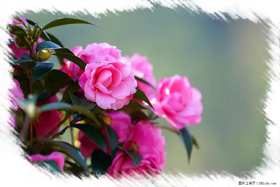 【春天,广西桂林灌阳县向您发出邀请!】杨柳井茶花惹人爱 - 游山玩水 - 张北生活社区 - 张北28生活网 zhangbei.28life.com