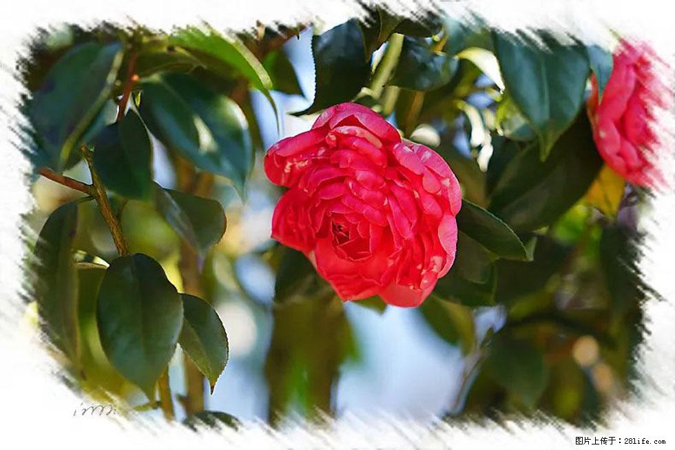 【春天,广西桂林灌阳县向您发出邀请!】杨柳井茶花惹人爱 - 游山玩水 - 张北生活社区 - 张北28生活网 zhangbei.28life.com