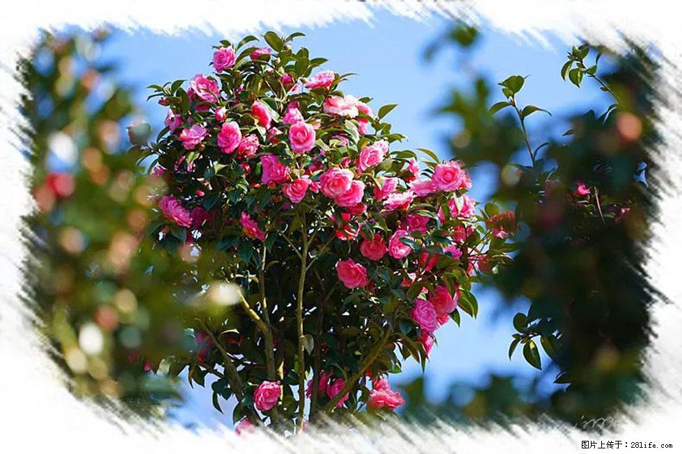 【春天,广西桂林灌阳县向您发出邀请!】杨柳井茶花惹人爱 - 游山玩水 - 张北生活社区 - 张北28生活网 zhangbei.28life.com