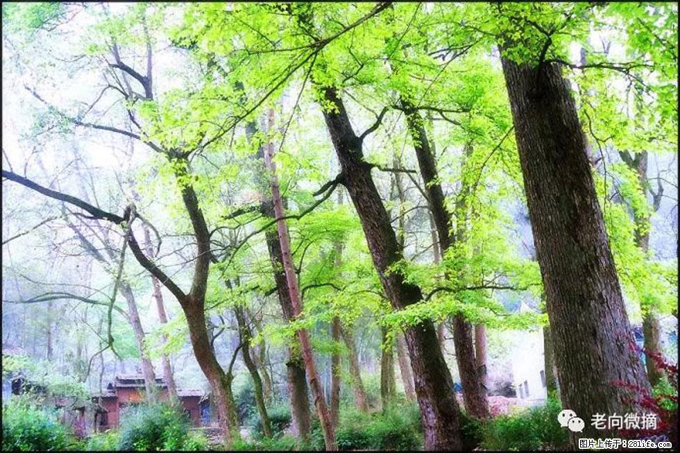 【春天，广西桂林灌阳县向您发出邀请！】在小龙村与春天约会 - 游山玩水 - 张北生活社区 - 张北28生活网 zhangbei.28life.com