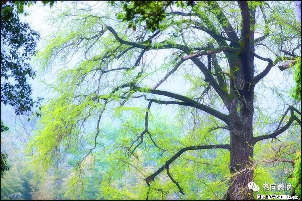 【春天，广西桂林灌阳县向您发出邀请！】在小龙村与春天约会 - 游山玩水 - 张北生活社区 - 张北28生活网 zhangbei.28life.com