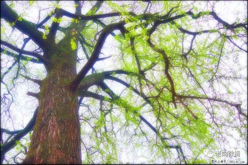 【春天，广西桂林灌阳县向您发出邀请！】在小龙村与春天约会 - 游山玩水 - 张北生活社区 - 张北28生活网 zhangbei.28life.com