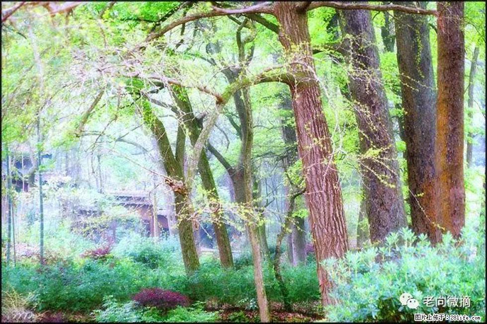 【春天，广西桂林灌阳县向您发出邀请！】在小龙村与春天约会 - 游山玩水 - 张北生活社区 - 张北28生活网 zhangbei.28life.com