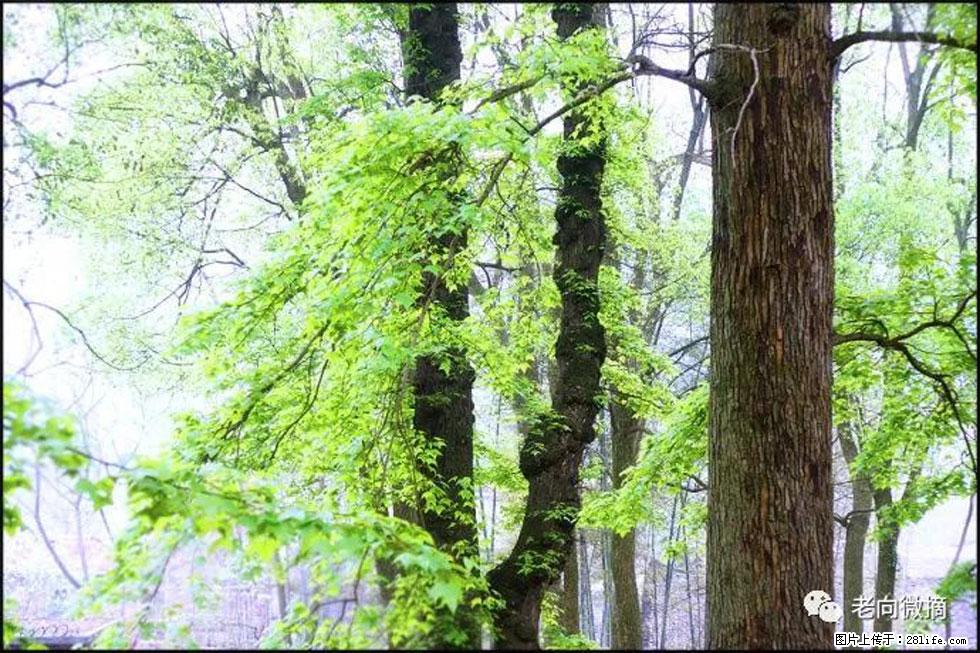 【春天，广西桂林灌阳县向您发出邀请！】在小龙村与春天约会 - 游山玩水 - 张北生活社区 - 张北28生活网 zhangbei.28life.com