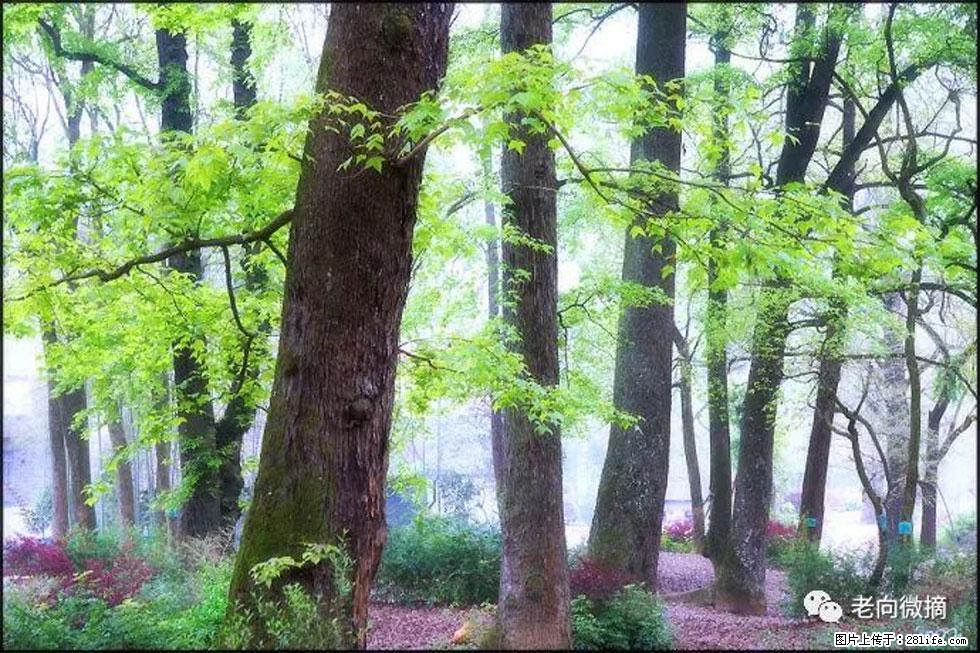 【春天，广西桂林灌阳县向您发出邀请！】在小龙村与春天约会 - 游山玩水 - 张北生活社区 - 张北28生活网 zhangbei.28life.com