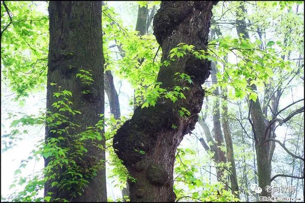 【春天，广西桂林灌阳县向您发出邀请！】在小龙村与春天约会 - 游山玩水 - 张北生活社区 - 张北28生活网 zhangbei.28life.com