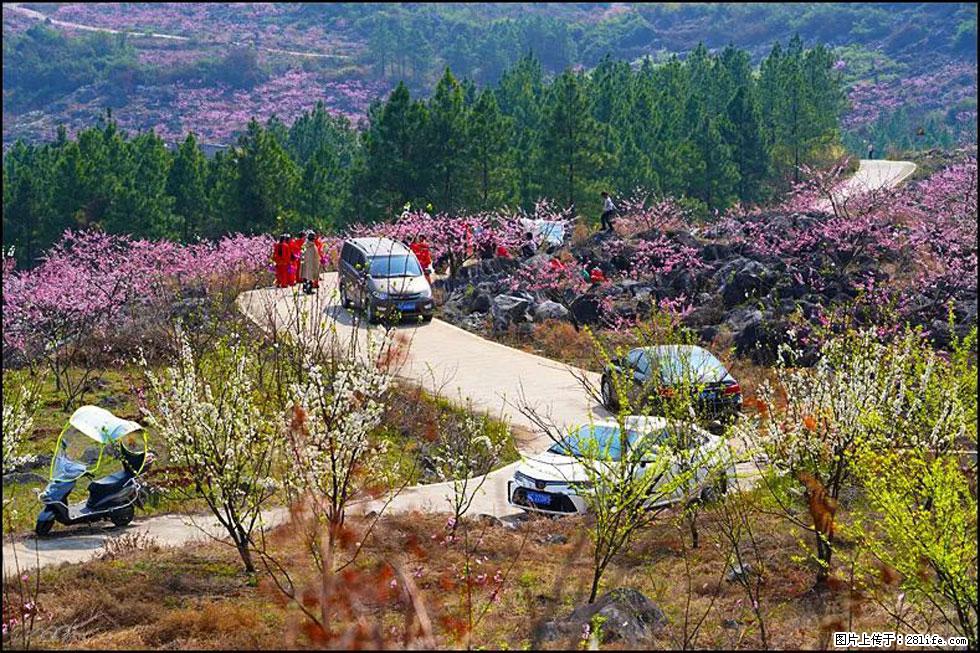 【春天，广西桂林灌阳县向您发出邀请！】望月岭上桃花开 - 游山玩水 - 张北生活社区 - 张北28生活网 zhangbei.28life.com