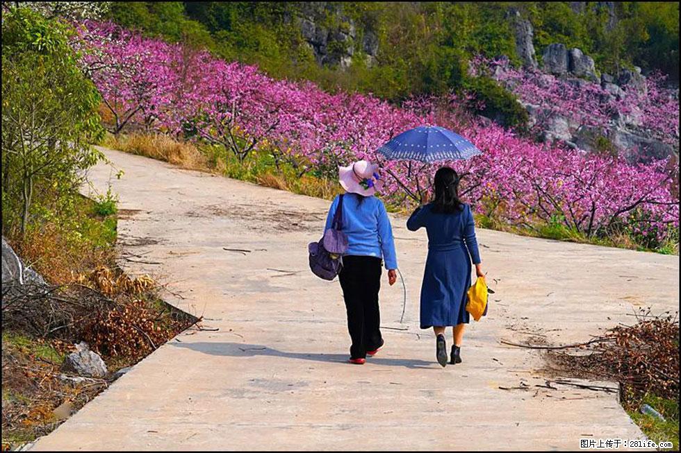 【春天，广西桂林灌阳县向您发出邀请！】望月岭上桃花开 - 游山玩水 - 张北生活社区 - 张北28生活网 zhangbei.28life.com