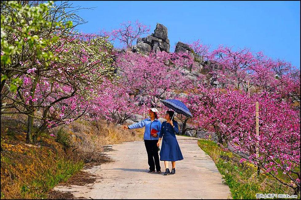 【春天，广西桂林灌阳县向您发出邀请！】望月岭上桃花开 - 游山玩水 - 张北生活社区 - 张北28生活网 zhangbei.28life.com