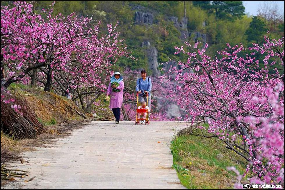 【春天，广西桂林灌阳县向您发出邀请！】望月岭上桃花开 - 游山玩水 - 张北生活社区 - 张北28生活网 zhangbei.28life.com