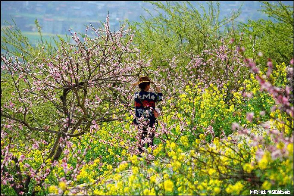 【春天，广西桂林灌阳县向您发出邀请！】望月岭上桃花开 - 游山玩水 - 张北生活社区 - 张北28生活网 zhangbei.28life.com