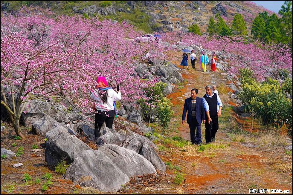 【春天，广西桂林灌阳县向您发出邀请！】望月岭上桃花开 - 游山玩水 - 张北生活社区 - 张北28生活网 zhangbei.28life.com