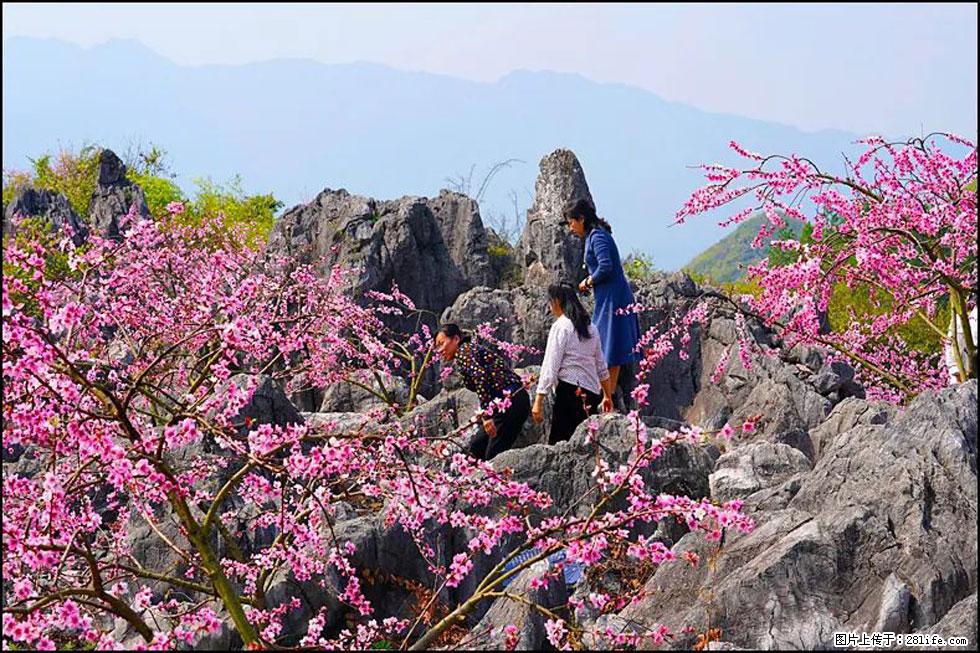 【春天，广西桂林灌阳县向您发出邀请！】望月岭上桃花开 - 游山玩水 - 张北生活社区 - 张北28生活网 zhangbei.28life.com