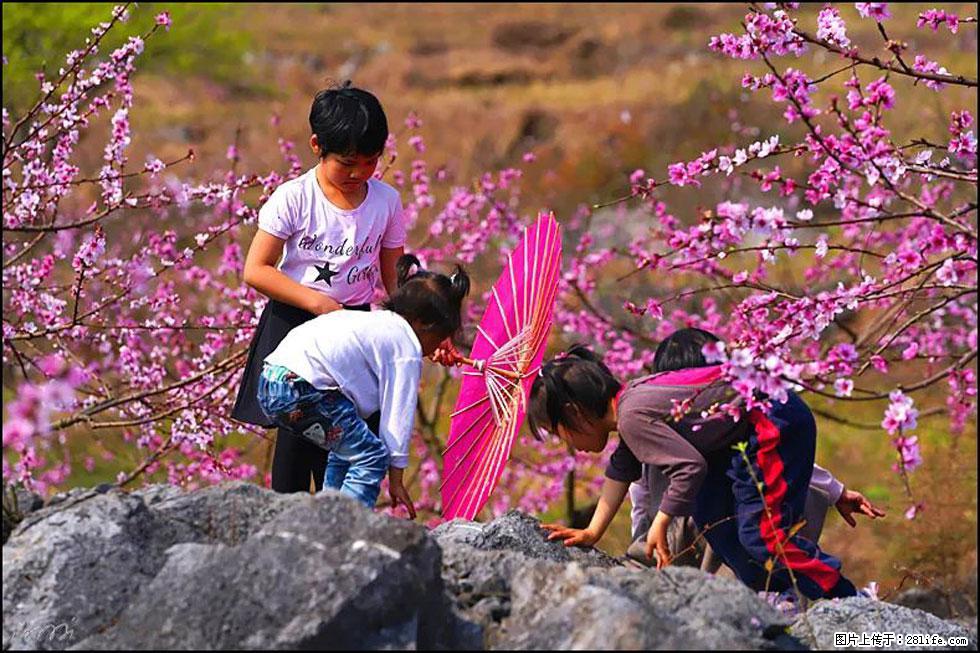 【春天，广西桂林灌阳县向您发出邀请！】望月岭上桃花开 - 游山玩水 - 张北生活社区 - 张北28生活网 zhangbei.28life.com
