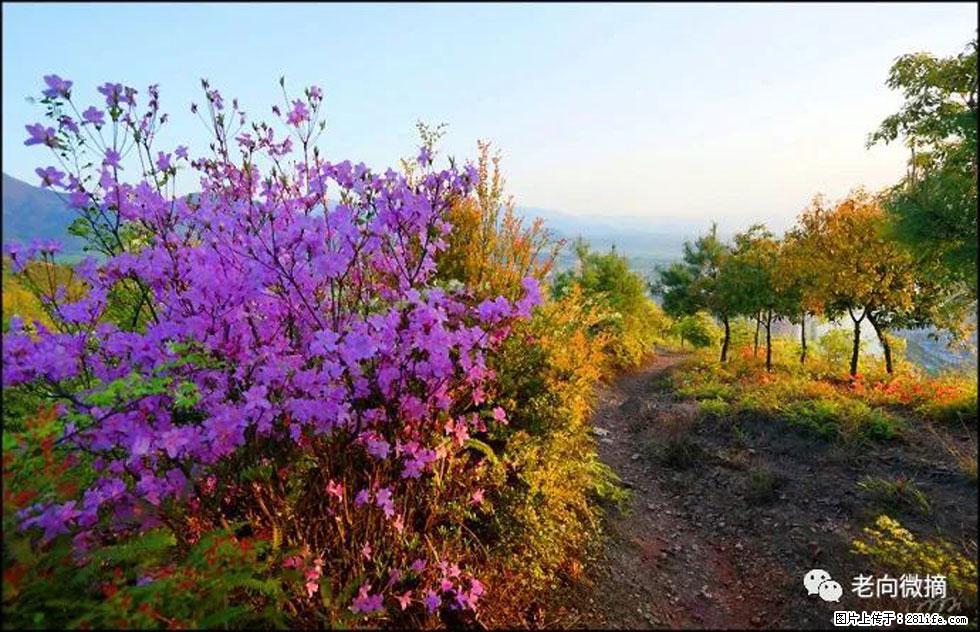 【春天，广西桂林灌阳县向您发出邀请！】登麒麟山，相约映山红 - 游山玩水 - 张北生活社区 - 张北28生活网 zhangbei.28life.com