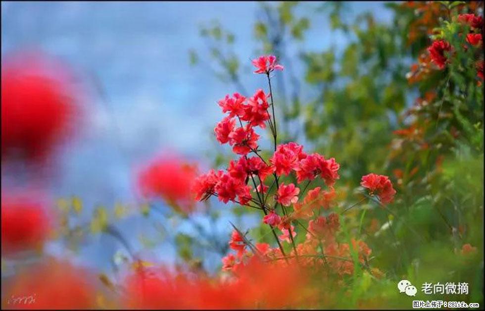 【春天，广西桂林灌阳县向您发出邀请！】登麒麟山，相约映山红 - 游山玩水 - 张北生活社区 - 张北28生活网 zhangbei.28life.com