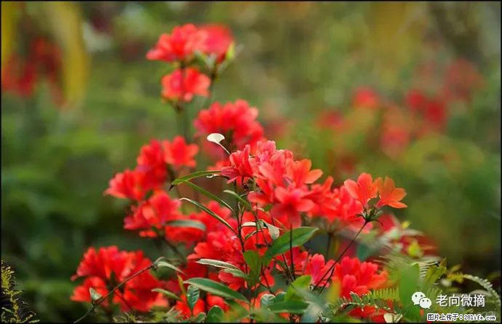 【春天，广西桂林灌阳县向您发出邀请！】登麒麟山，相约映山红 - 游山玩水 - 张北生活社区 - 张北28生活网 zhangbei.28life.com