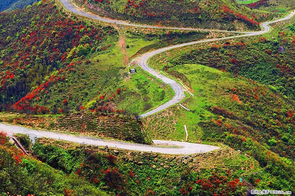 【春天,广西桂林灌阳县向您发出邀请!】春木界上映山红 - 游山玩水 - 张北生活社区 - 张北28生活网 zhangbei.28life.com