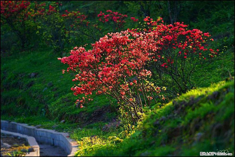 【春天,广西桂林灌阳县向您发出邀请!】春木界上映山红 - 游山玩水 - 张北生活社区 - 张北28生活网 zhangbei.28life.com