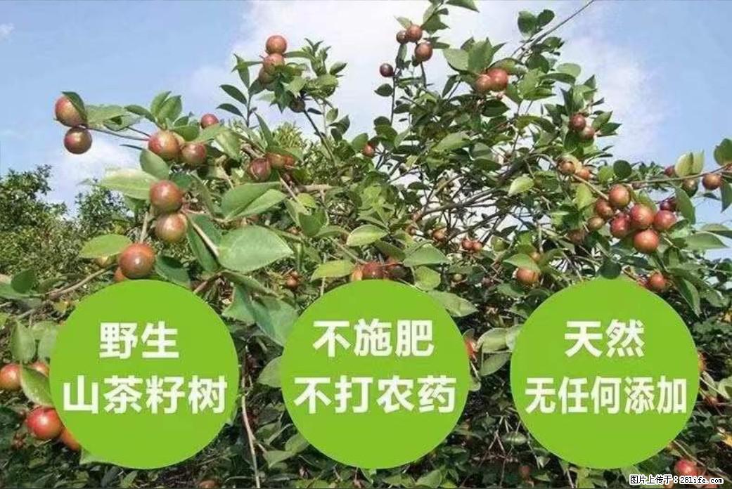 【灌阳县油茶产业示范区】一个有着充实的精神生活的人,对待身外之物自会有一种淡泊的态度 - 土特产 - 饮食特产 - 张北分类信息 - 张北28生活网 zhangbei.28life.com