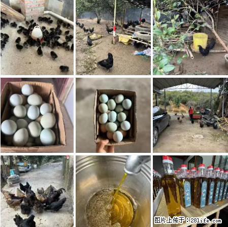 油茶园从小鸡仔开始养起的纯土鸡、土鸡蛋可以预定啦!还有前几天刚榨的纯山茶油哦 - 土特产 - 饮食特产 - 张北分类信息 - 张北28生活网 zhangbei.28life.com