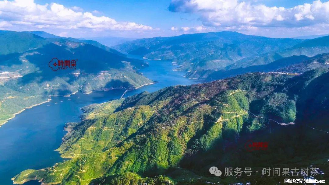 时间果百年古树龙珠普洱生茶 - 购物交流 - 张北生活社区 - 张北28生活网 zhangbei.28life.com