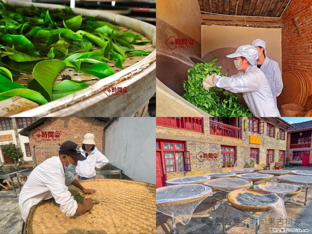 时间果百年古树龙珠普洱生茶 - 购物交流 - 张北生活社区 - 张北28生活网 zhangbei.28life.com