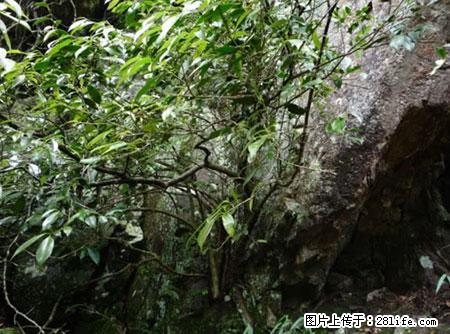 平乐石崖茶,珍贵仅次于金花茶 - 张北生活资讯 - 张北28生活网 zhangbei.28life.com