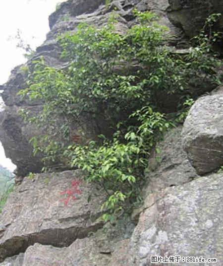 平乐石崖茶,珍贵仅次于金花茶 - 张北生活资讯 - 张北28生活网 zhangbei.28life.com