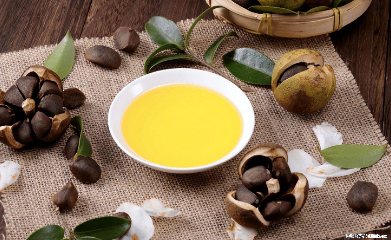 揭秘茶油的5大核心营养成分！被称为人体健康的“守护盾”！ - 张北生活资讯 - 张北28生活网 zhangbei.28life.com